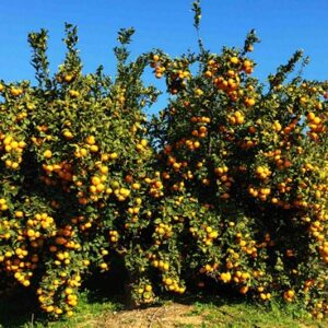 Adotta un Albero di Arance Lane Late